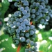 Las uvas. Más que un deseo, una tradición