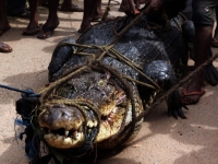 Cocodrilo ataca a pescador en Colima 	