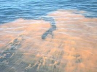 Detectan marea roja en costas de Tapachula