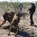 Sequía en Chihuahua, desastre social: Greenpeace