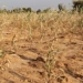 Sequía pone en riesgo producción de alimentos