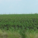 Presupuesto para el campo, 60% mayor que el sexenio anterior 