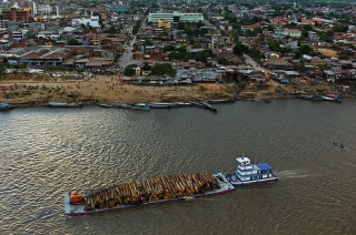 Caoba...el 'oro rojo' en peligro por sobreexplotación 