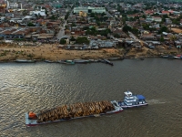 Caoba...el 'oro rojo' en peligro por sobreexplotación 