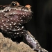 Rana...redescubierta especie ' extinta' hace 15 000 años 