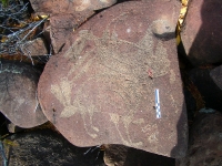 BCS...la Giganta concentra petrograbados de más de 300 años BCS...la Giganta concentra petrograbados de más de 300 años