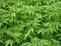 Marihuana...a partir del martes es legal su uso medicinal Marihuana...a partir del martes es legal su uso medicinal