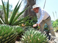 Descubren expertos de la UNAM cuatro nuevas especies de agave Descubren expertos de la UNAM cuatro nuevas especies de agave