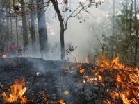 Solicitarán declaratoria de emergencia por incendios forestales en Oaxaca Solicitarán declaratoria de emergencia por incendios forestales en Oaxaca