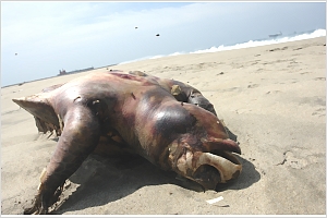 Tortugas amenazadas por medusas en el Pacífico