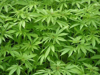 Sánchez Cordero..presentará iniciativa a favor de la marihuana