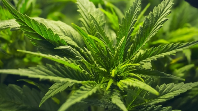México tendrá la mejor legislación en regulación del cannabis