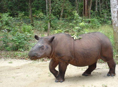 EN 2019 DECLARAN EXTINTAS 2 ESPECIES DE ANIMALES
