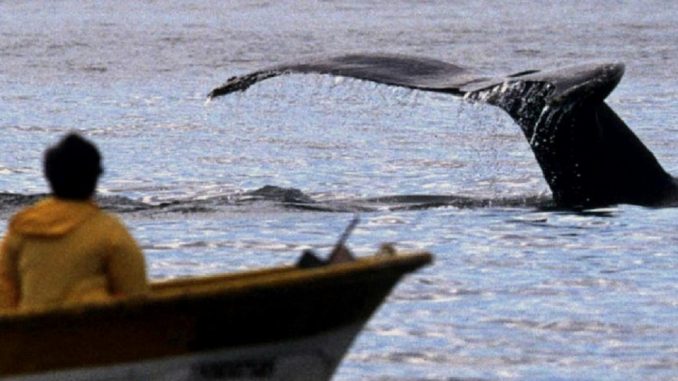 ballena-jorobada FOTO APFP